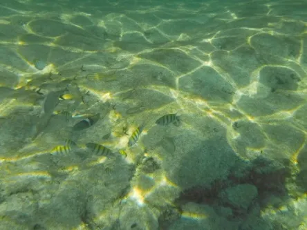 Photos seen when snorkeling in Isla Mujeres