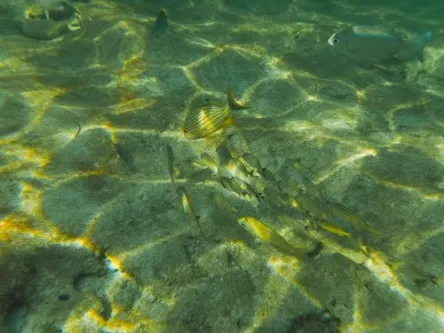 Photos seen when snorkeling in Isla Mujeres