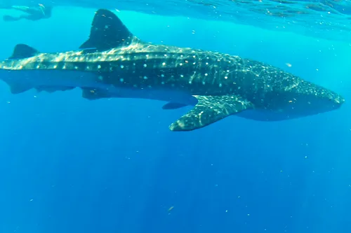 Whale Shark seen when snorkeling near Isla Mujeres