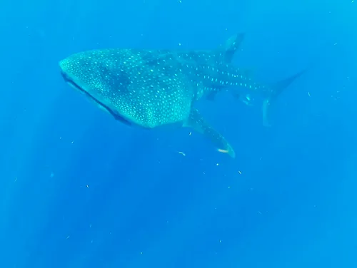 Whale Shark seen when snorkeling near Isla Mujeres