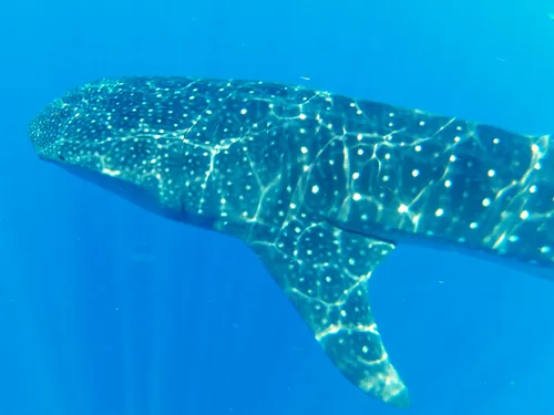 Whale Shark seen when snorkeling near Isla Mujeres