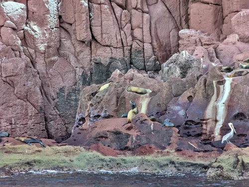sea lion colony on Espiritu Santo tour near in La Paz, Mexico