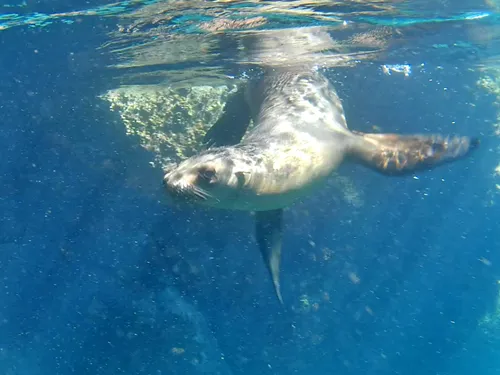 sea lion seen when snorkeling at Espiritu-Santo Island in La Paz, Mexico