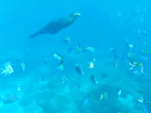 snorkeling with sea lions on Espiritu Santo tour near in La Paz, Mexico