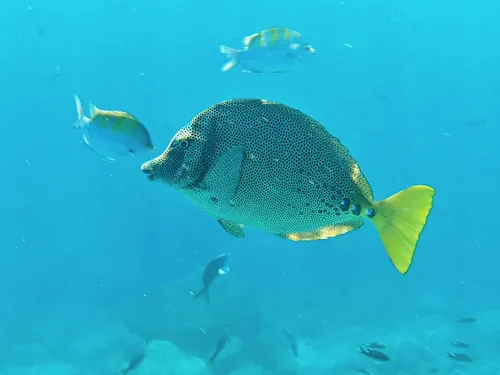snorkeling on Espiritu Santo tour near in La Paz, Mexico