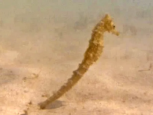 sea horse at Playa Corralitos on Espiritu Santo tour near in La Paz, Mexico
