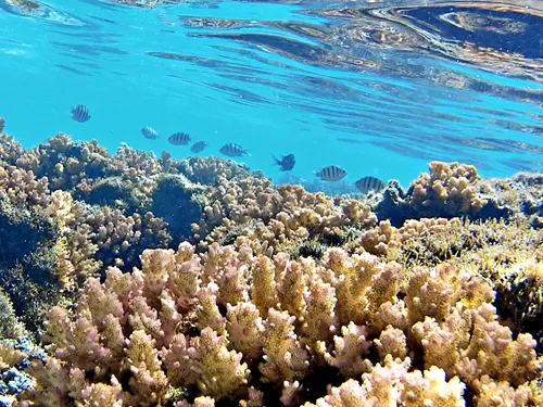 snorkeling at Playa Corralitos on Espiritu Santo tour near in La Paz, Mexico
