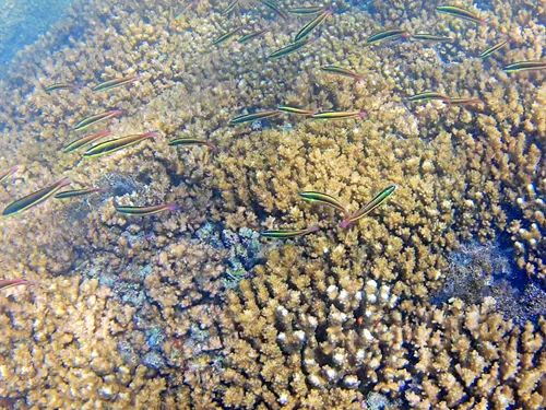 snorkeling at Playa Agua Caliente in El Sargento, Mexico