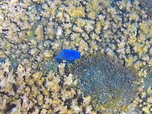 snorkeling at Playa Agua Caliente in El Sargento, Mexico in La Paz, Mexico