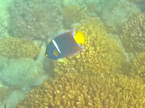 snorkeling at Playa Agua Caliente in El Sargento, Mexico in La Paz, Mexico