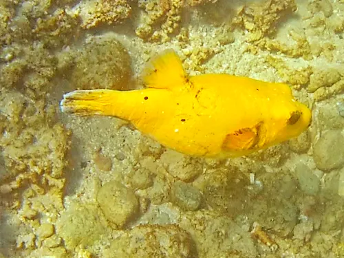 snorkeling at Playa Agua Caliente in El Sargento, Mexico in La Paz, Mexico