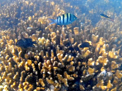 Snorkeling at Balandra Beach in La Paz, Mexico
