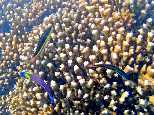 Snorkeling at Balandra Beach in La Paz, Mexico
