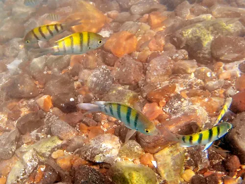 Seargant Major fish seen while snorkeling at Playa El Caimancito in La Paz, Mexico