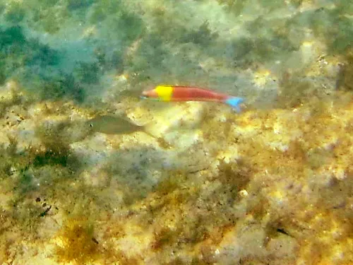Snorkeling at Playa El Caimancito in La Paz, Mexico