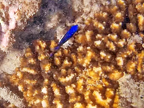 Snorkeling at Playa El Caimancito in La Paz, Mexico
