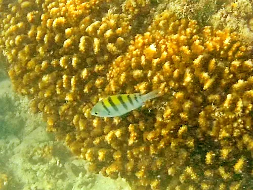 Snorkeling at Playa El Caimancito in La Paz, Mexico