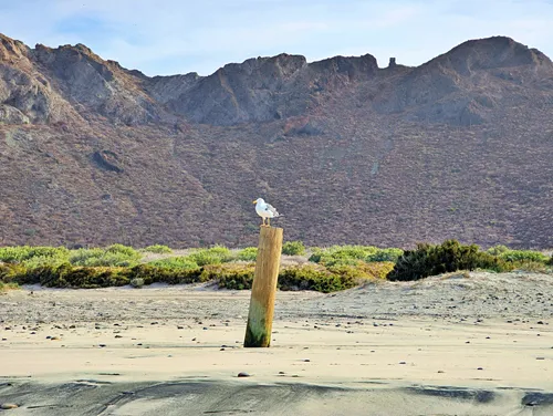 El Tecolote Beach in La Paz, Mexico