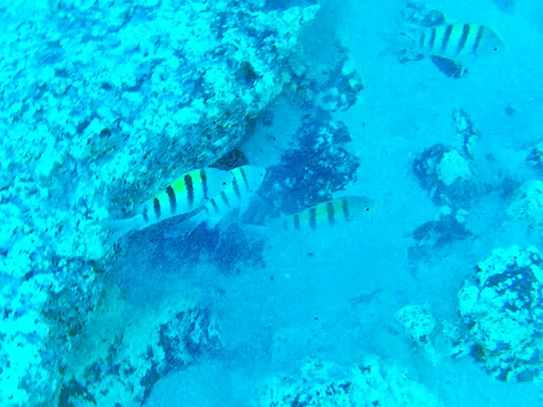 Snorkeling at Playa El Tecolote in La Paz, Mexico