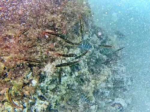 Snorkeling at Playa El Tecolote in La Paz, Mexico