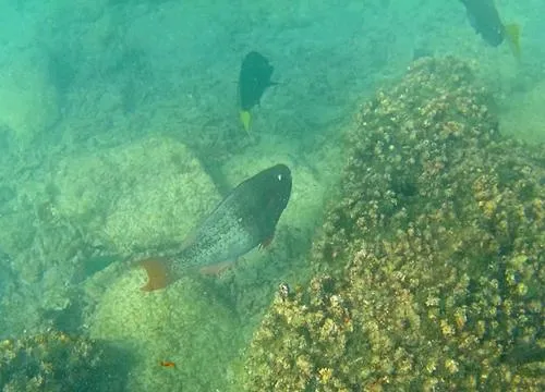 snorkeling at Playa El Arbolito near Cabo Pulmo