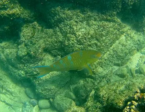 snorkeling at Playa El Arbolito near Cabo Pulmo