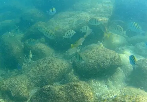 snorkeling at Playa El Arbolito near Cabo Pulmo