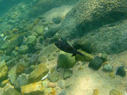 snorkeling at Playa El Arbolito near Cabo Pulmo