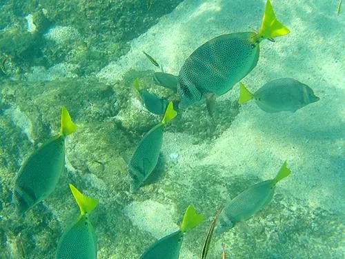 fish seen when snorkeling at Chileno Beach / Playa el Chileno