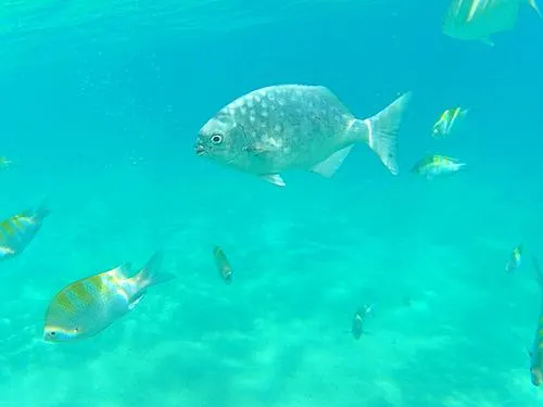 fish seen when snorkeling at Chileno Beach / Playa el Chileno