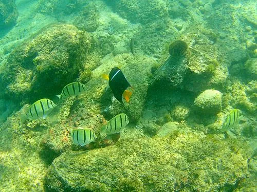 fish seen when snorkeling at Chileno Beach / Playa el Chileno