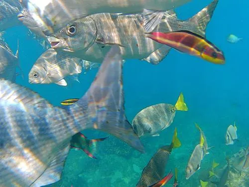 fish seen when snorkeling at Chileno Beach / Playa el Chileno