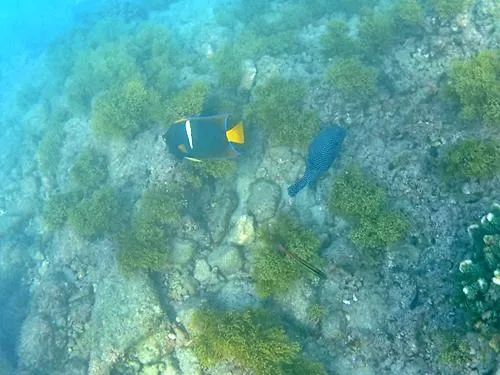 snorkeling at Palmilla Beach / Playa Palmilla