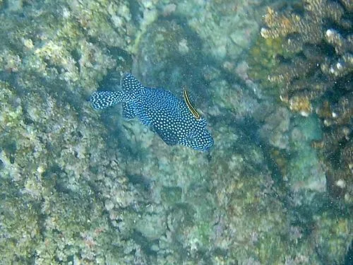 snorkeling at Palmilla Beach / Playa Palmilla