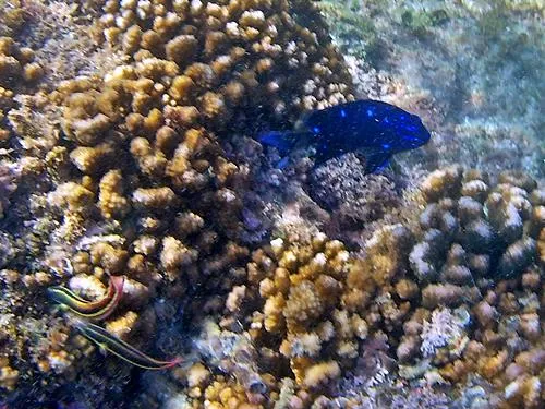 snorkeling at Palmilla Beach / Playa Palmilla