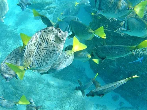 snorkeling at Santa Maria Beach / Playa Santa Maria