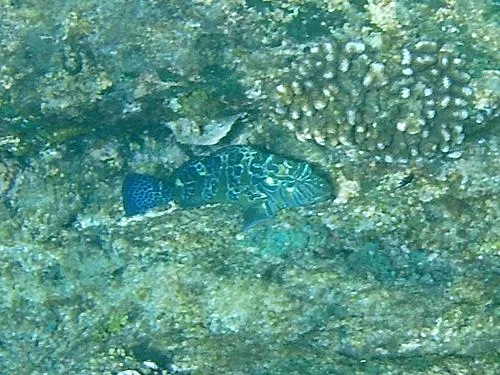 snorkeling at Santa Maria Beach / Playa Santa Maria