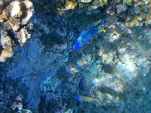 snorkeling at Santa Maria Beach / Playa Santa Maria