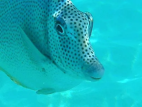 snorkeling at Santa Maria Beach / Playa Santa Maria