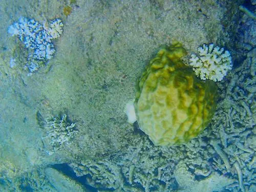 Snorkeling at Coral Bay in the Perhentian Islands in Malaysia
