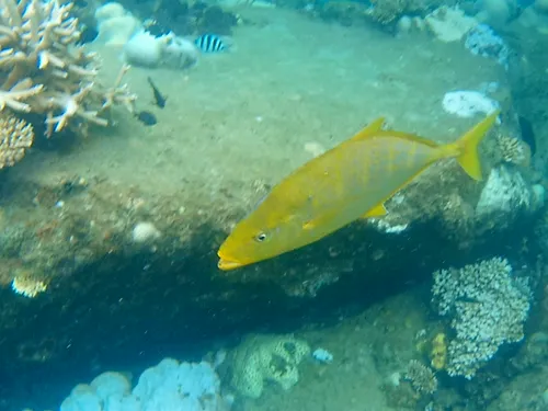 Snorkeling at the northern end of Long Beach in the Perhentian Islands in Malaysia