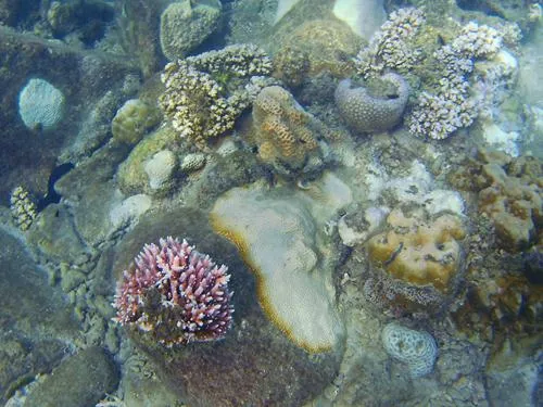 Snorkeling at the northern end of Long Beach in the Perhentian Islands in Malaysia