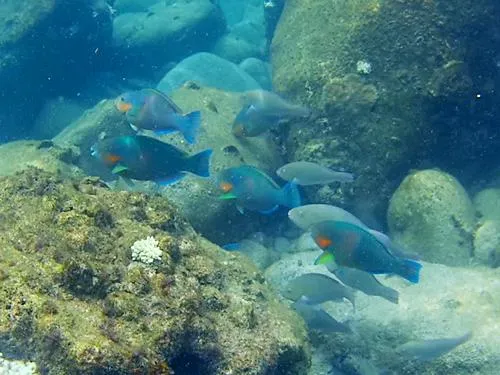 Snorkeling at the southern end of Long Beach in the Perhentian Islands in Malaysia