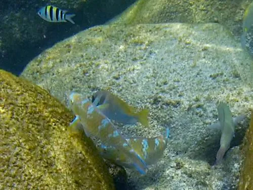 Snorkeling at the southern end of Long Beach in the Perhentian Islands in Malaysia