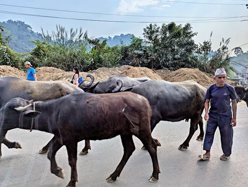 Oxen on the road during Drive from Kathmandu to Pokhara