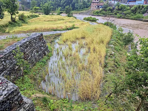 Rice Fields in Pokhara, Nepal