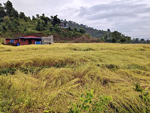 Rice Fields in Pokhara, Nepal