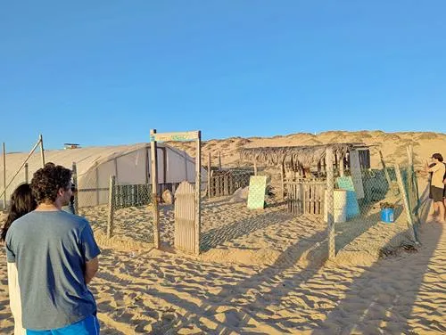 Baby Sea Turtle Release from Tortugueros Las Playacita at Playa las Tunas