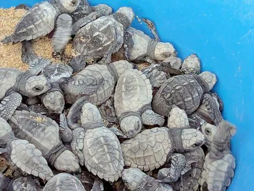 Baby Sea Turtle Release from Tortugueros Las Playacita at Playa las Tunas