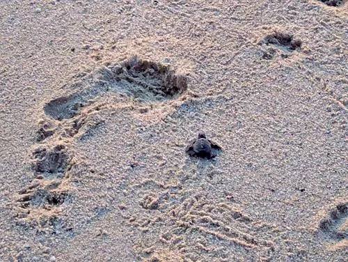 Baby Sea Turtle Release from Tortugueros Las Playacita at Playa las Tunas